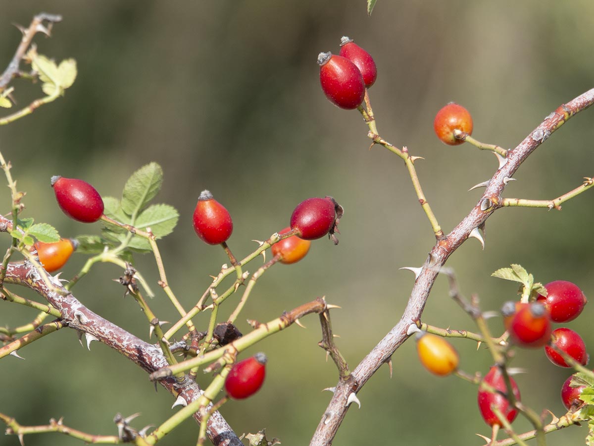 Rosa sp.